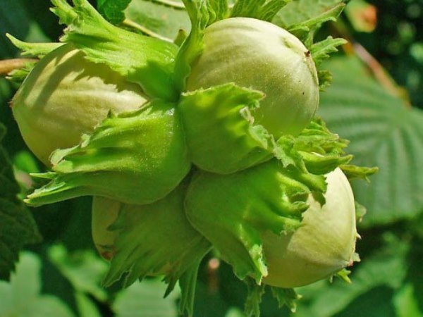 ۱۲۹۵۳۲۰۲۵۹۵۷۲۴۷۸۳۰