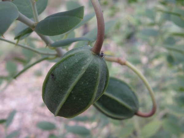 Capparis_spinosa_var