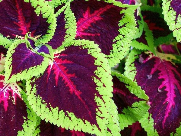 Coleus blumei702