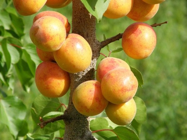 Prunus Armeniaca_09