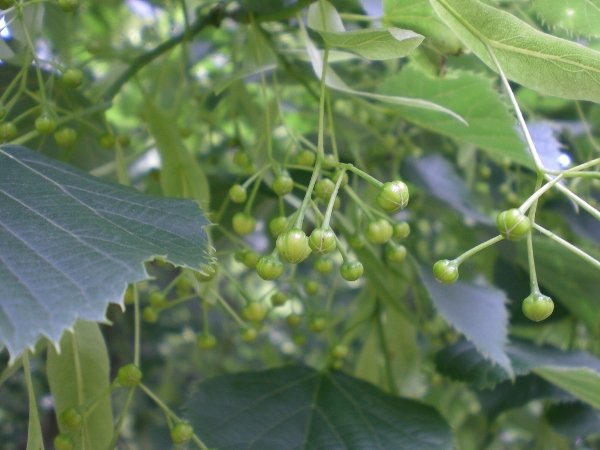 Tilia cordata 1