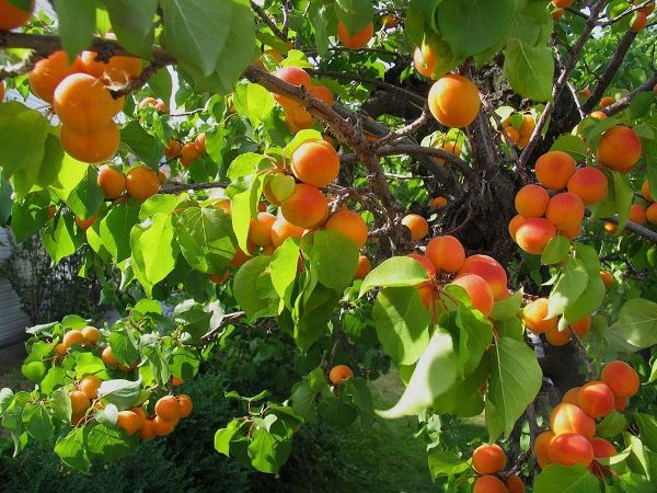 apricot_tree_plogger_ir_-2-1024x768
