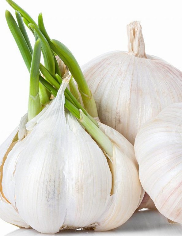 garlic_plogger_ir_-5-1024x876