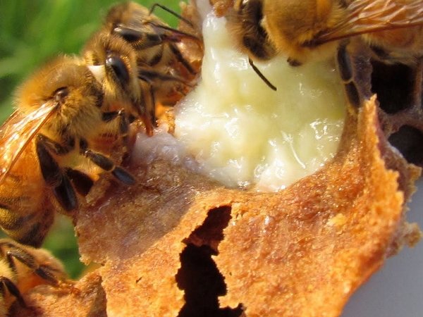 royal-jelly-asalestan