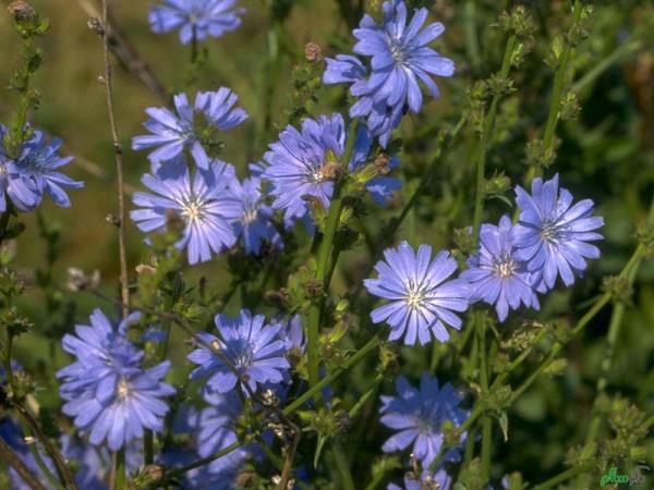 Chicory2AW86