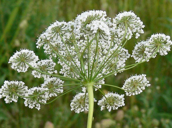 Pimpinella_peregrina_IP0705014