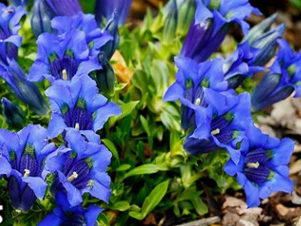 gentian-plants-12312015