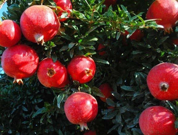 pomorchards044
