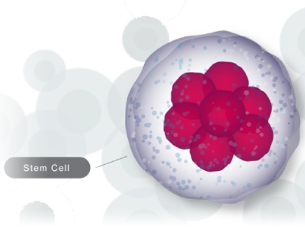 stemcells