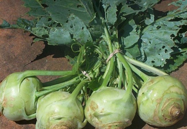 ۶۵۲x450_073758-gulie