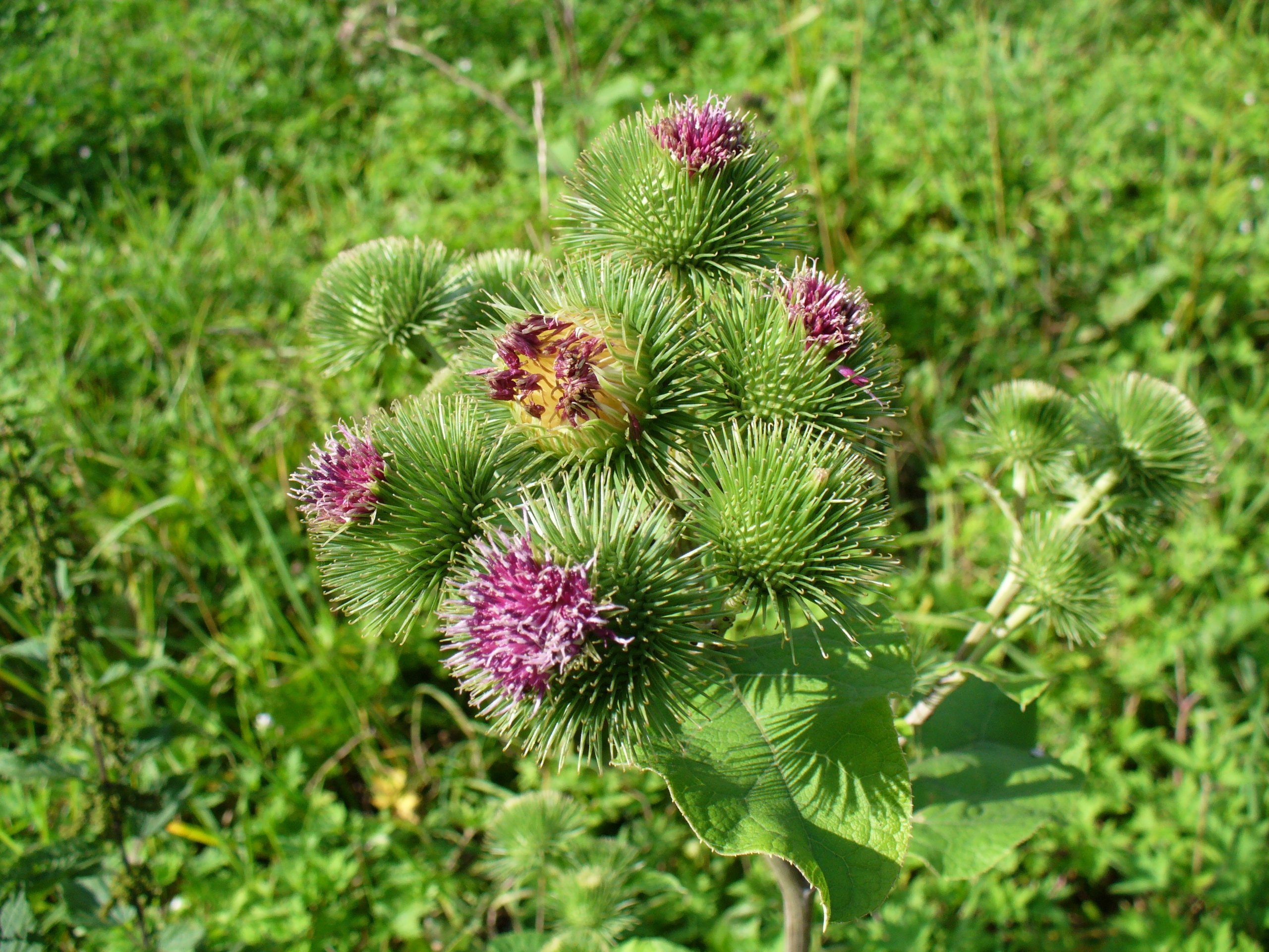 Greater_burdock_2005_G1